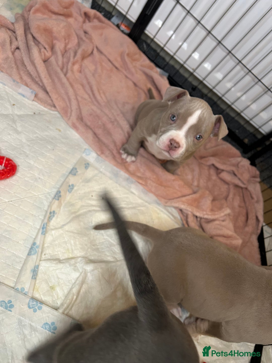 American Bulldog dogs for sale: Pocket bully girl  - Advert 6