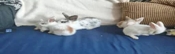Mixed Breed rabbits for sale: CUTE FRIENDLY BUNNIES READY FOR FOREVER HOMES - Advert 12