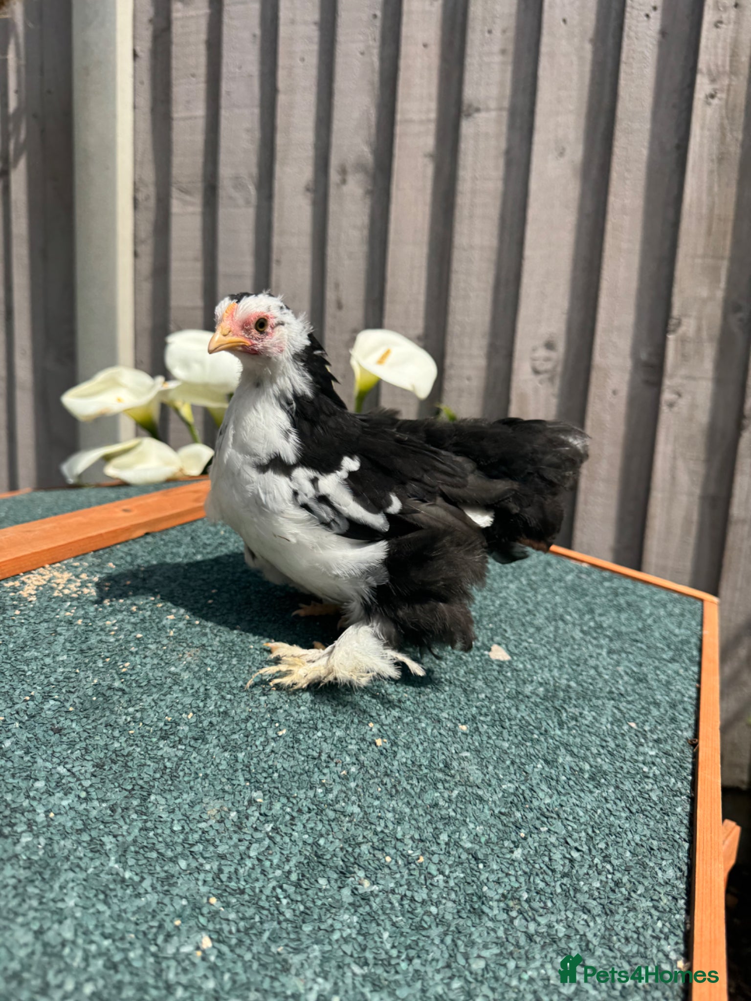 Chickens poultry Beautiful Pekin Bantams Chickens  - Advert 13