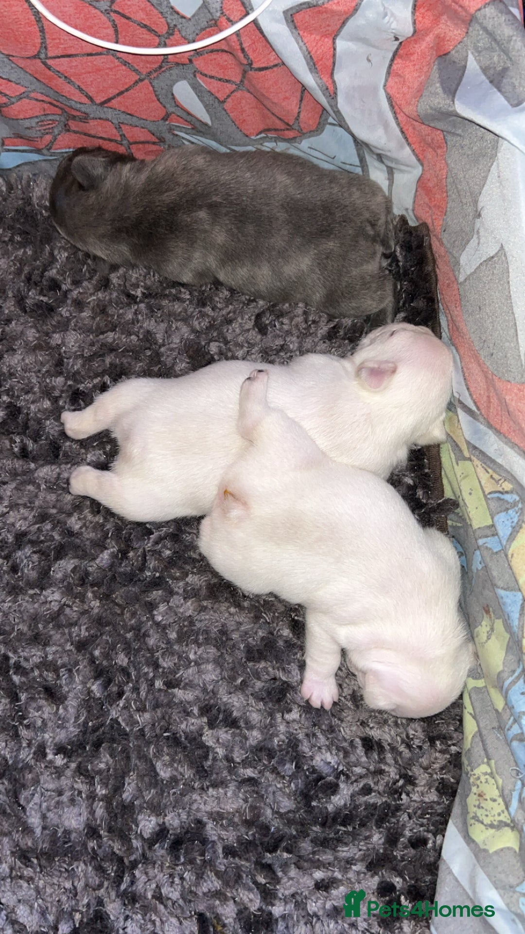 French Bulldog dogs for sale: French fries due to leave 3rd January  - Advert 11