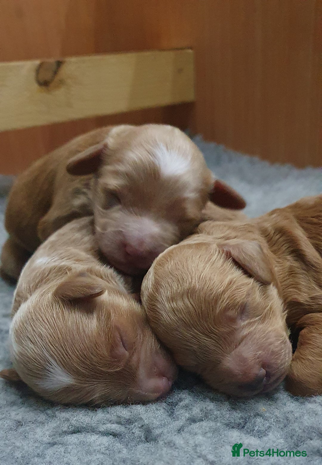 Cockapoo dogs for sale: Top quality F1b Toy Cockapoo puppies - Advert 1