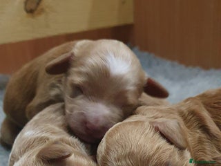 Cockapoo dogs Top quality F1b Toy Cockapoo puppies - Advert 5