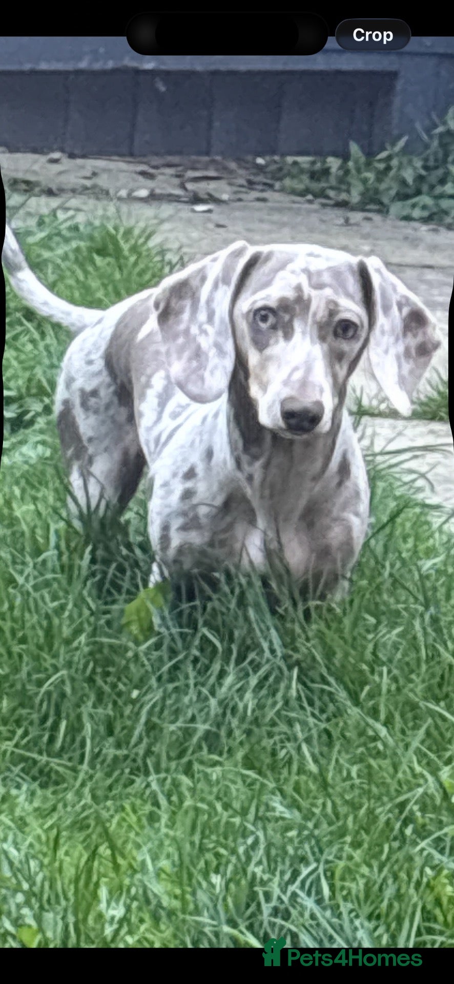 Miniature Dachshund dogs KC REGISTERED CHAMPION MINATURE DACHSHUND PUPPIES  - Advert 1