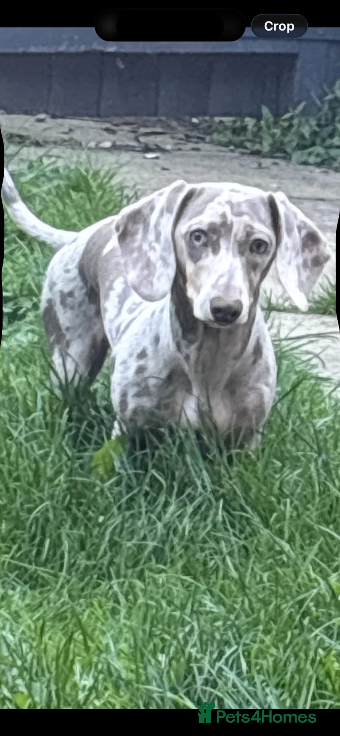 Miniature Dachshund dogs for sale: KC REGISTERED CHAMPION MINATURE DACHSHUND PUPPIES  in West Bromwich - Advert 1