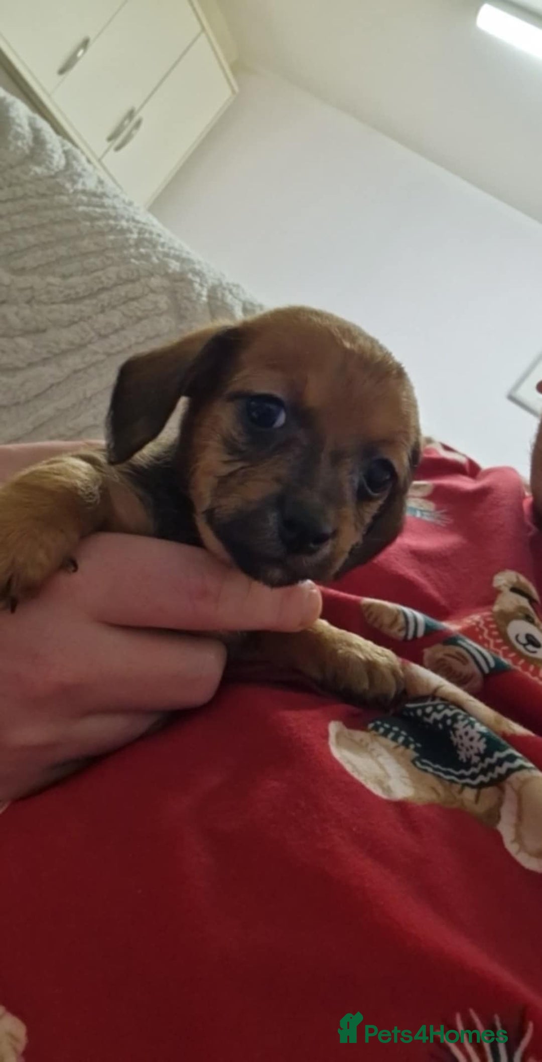 Mixed Breed dogs for sale: 6 Beautiful Daxichons - Advert 6