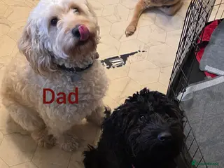 Cockapoo dogs Cockapoo Puppies - Advert 12