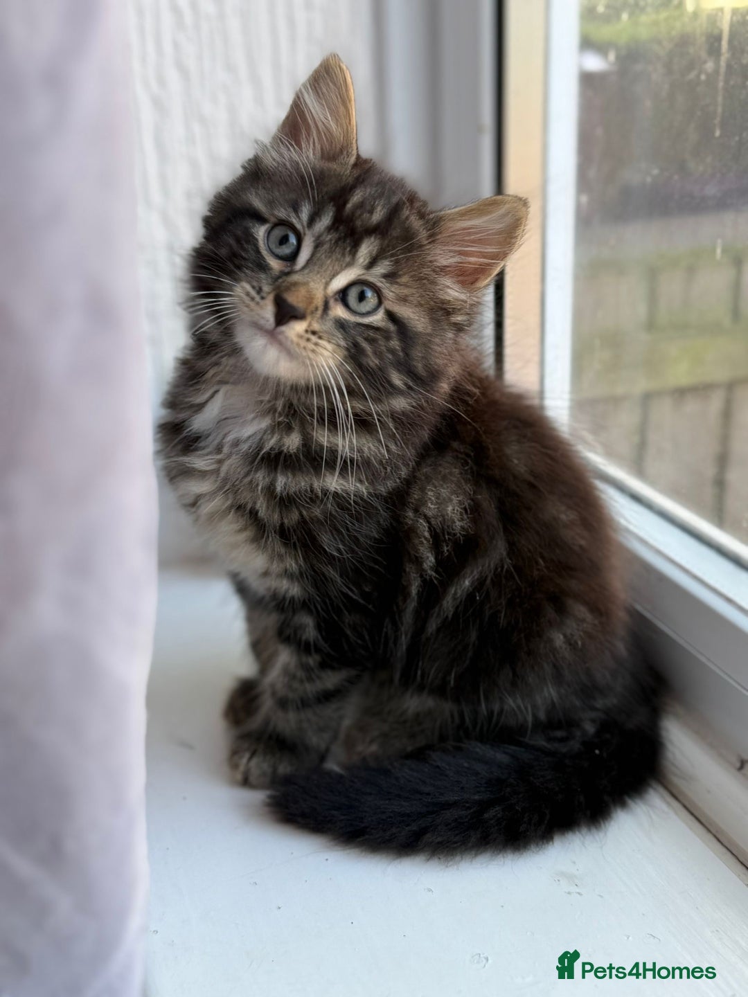 British Shorthair cats for sale: Kitten - Image 3
