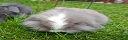 Mixed Breed rabbits for sale: 4 lovely minilop lionhead rabbits  - Advert 15