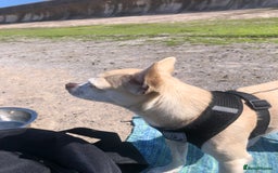 Chihuahua dogs for sale: Chihuahua  - Image 17