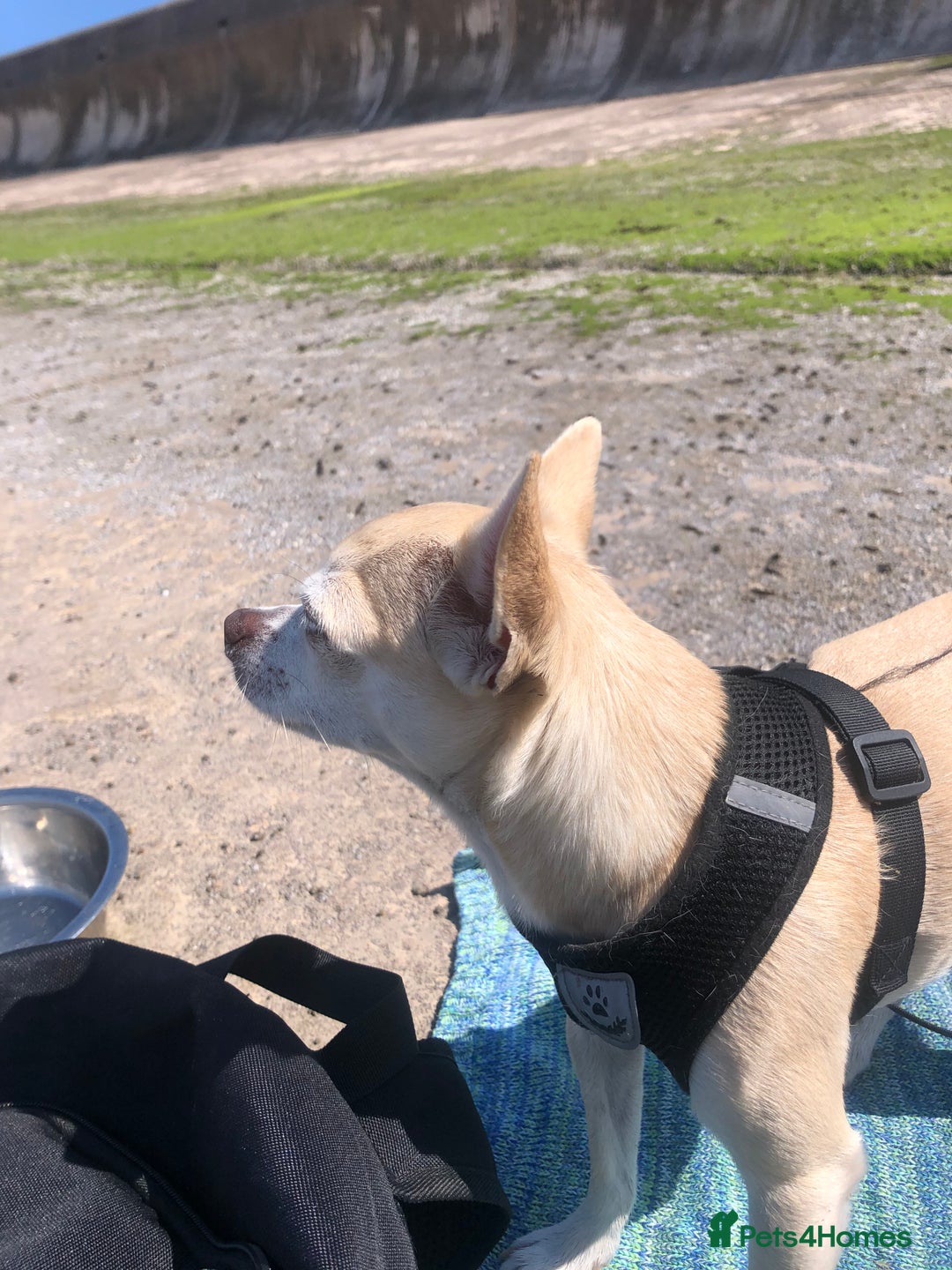Chihuahua dogs for sale: Chihuahua  - Image 17