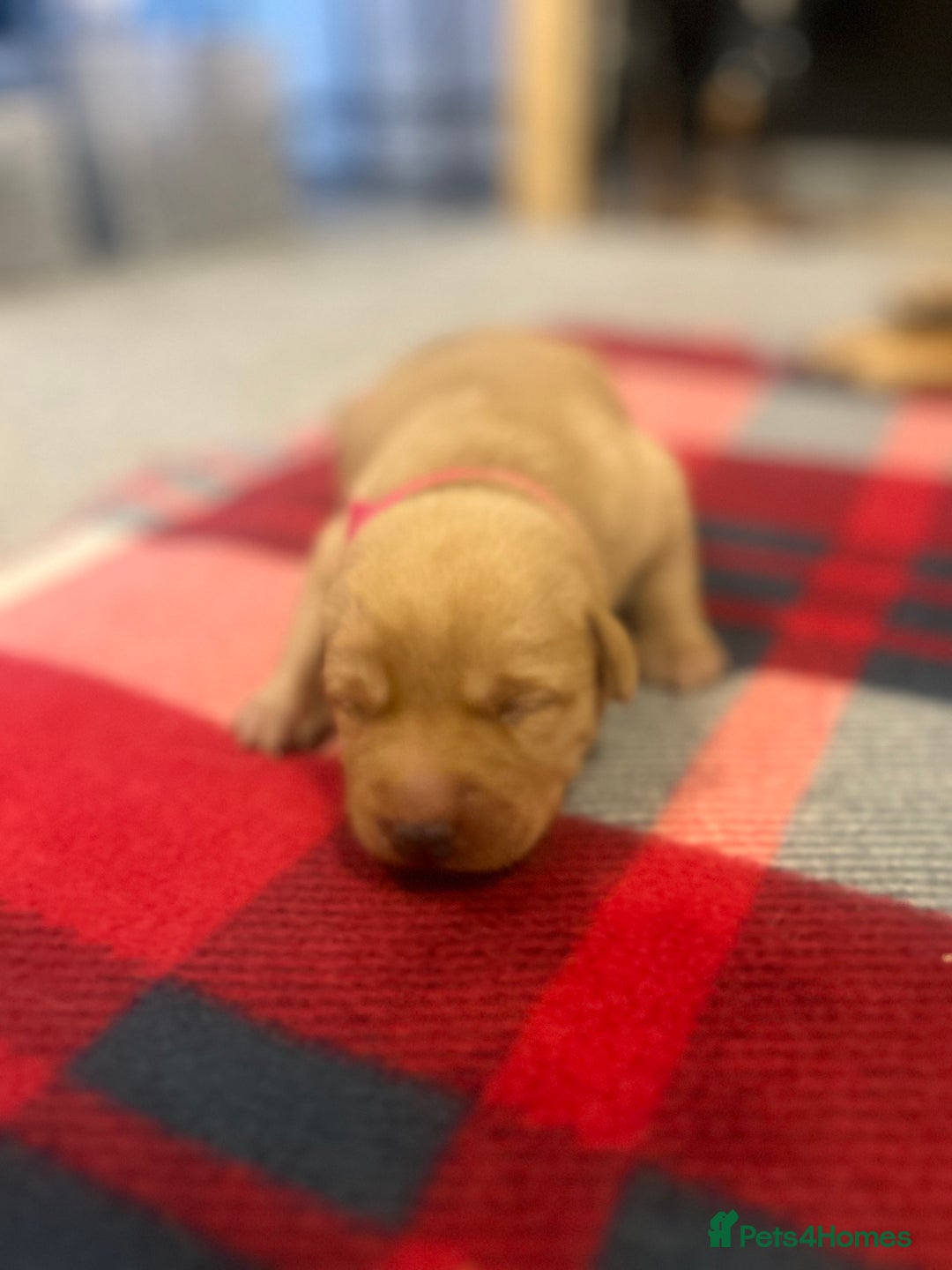 Labrador Retriever dogs for sale: Labrador puppies for sale  - Advert 19