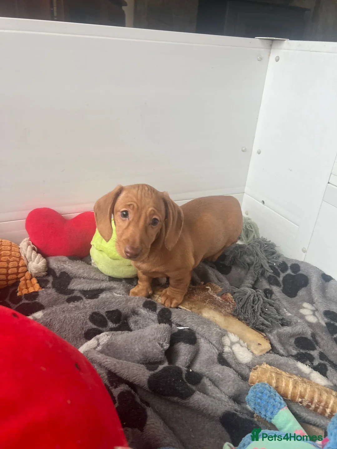 Miniature Dachshund dogs for sale: Beautiful Minature smooth haired dachshund puppies - Advert 4