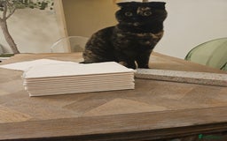 Scottish Fold cats for sale: Tortie girl, wonderful personality, 1.5years old - Advert 18