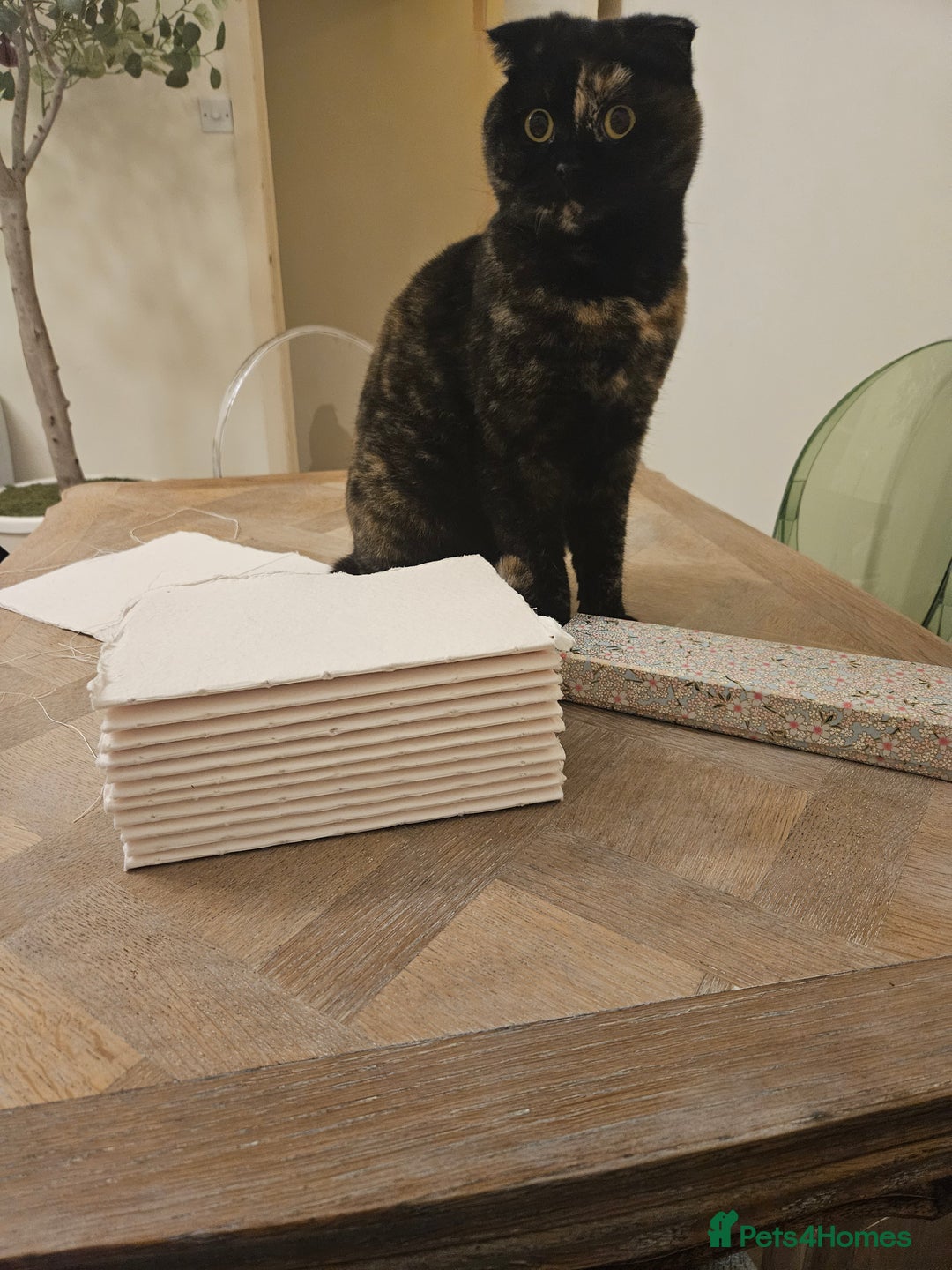 Scottish Fold cats for sale: Tortie girl, wonderful personality, 1.5years old - Advert 18