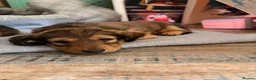 Dachshund dogs for sale: Male Standard longhair dachshund - Advert 6