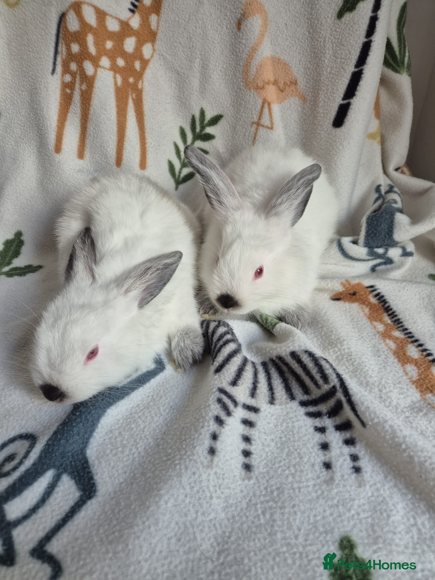 Californian rabbits for sale: Californian White Buck Kits - READY 18TH JUNE - Advert 7