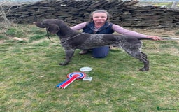 German Shorthaired Pointer dogs for stud: KC registered GSP for stud  - Image 1