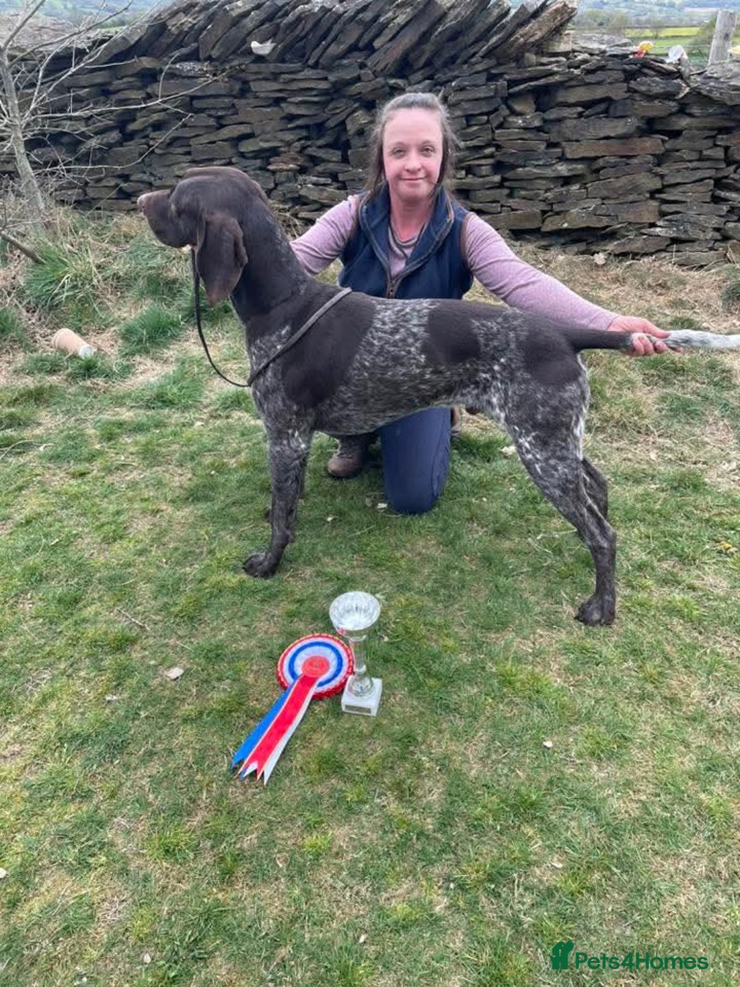 German Shorthaired Pointer dogs for stud: KC registered GSP for stud  - Image 1
