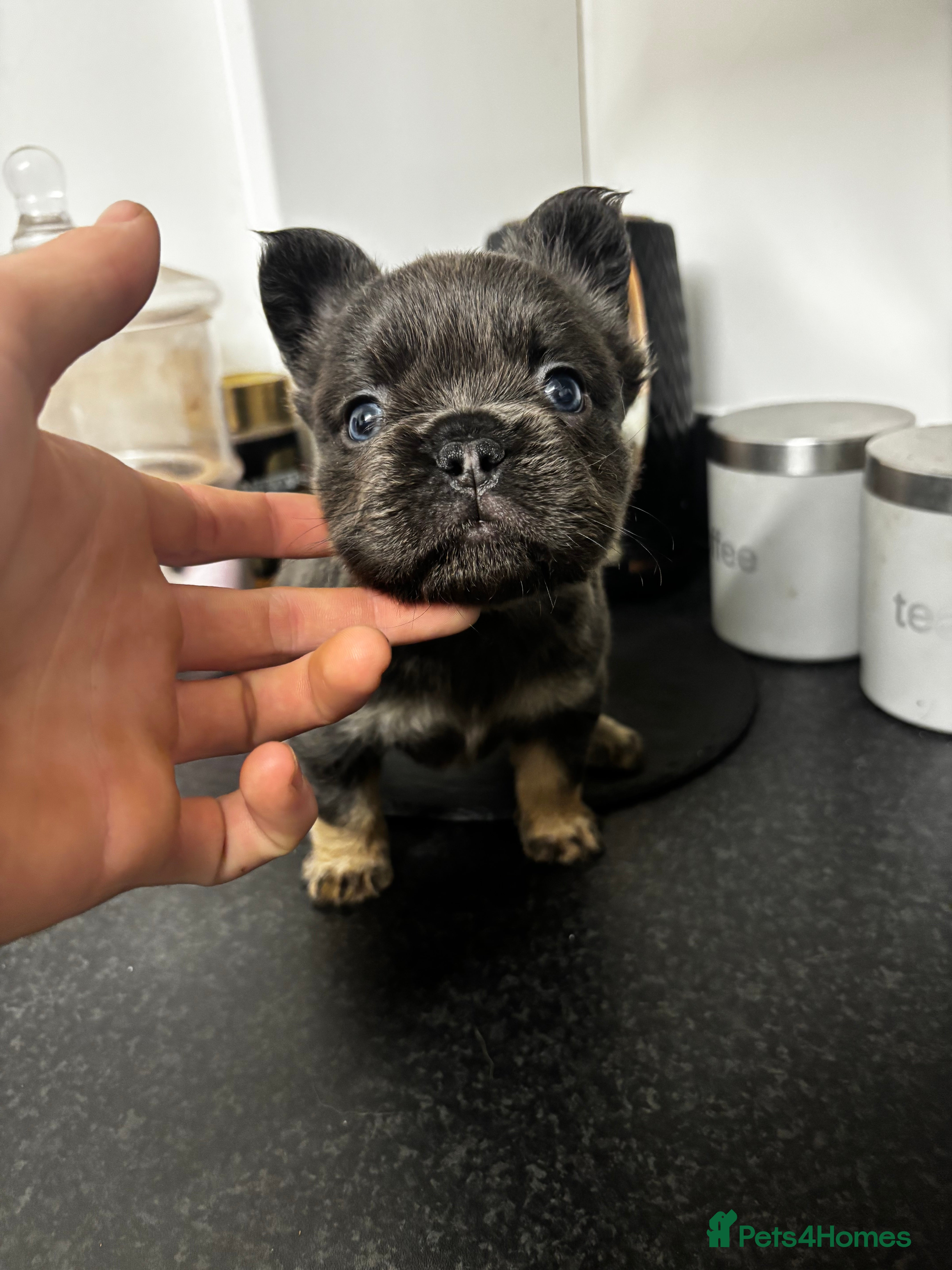 French Bulldog dogs 💯Quality 🇫🇷Fluffy french bulldogs for sale 🐶💙 - Advert 4