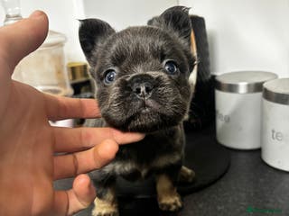 French Bulldog dogs 💯Quality 🇫🇷Fluffy french bulldogs for sale 🐶💙 - Advert 15