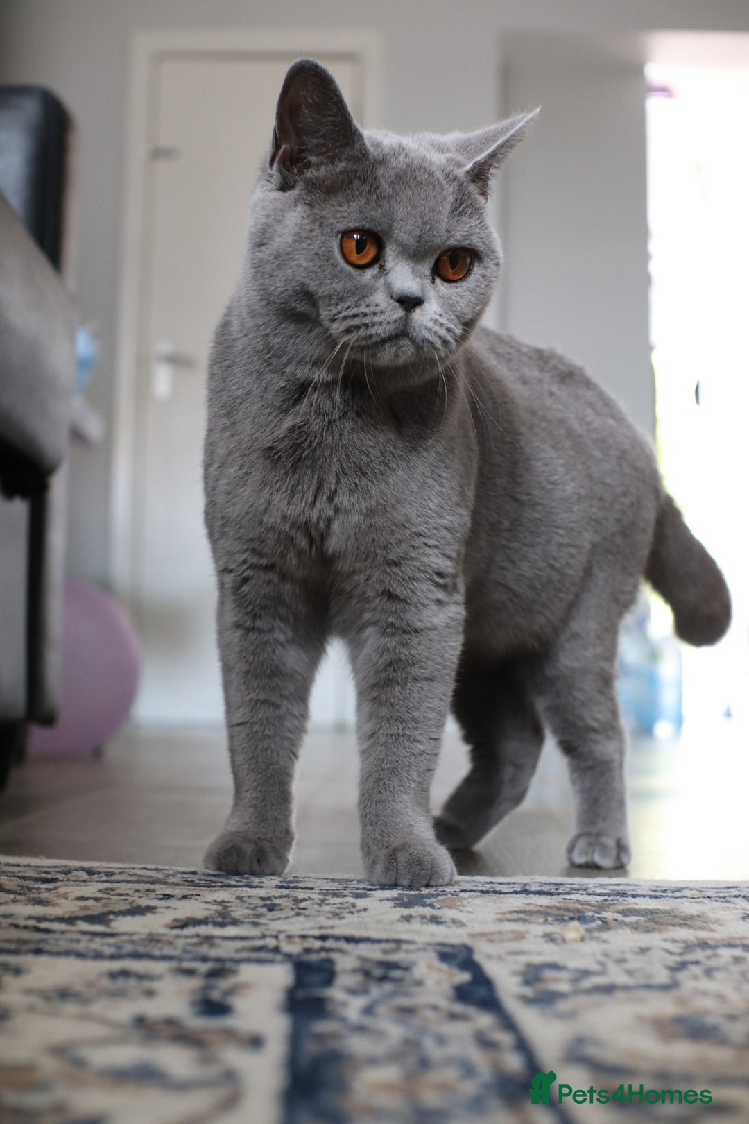 British Shorthair cats for sale: Stunning GCCF&TICA Active BSH Queen - Advert 9