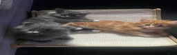 Maine Coon cats for sale: Maine coon kittens - Advert 10