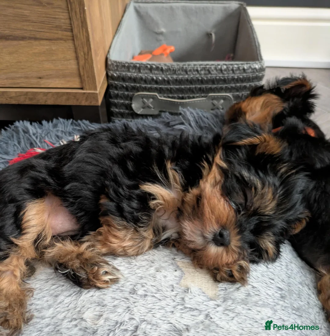 Yorkshire Terrier dogs for sale: Cute yorkies for sale - Advert 6