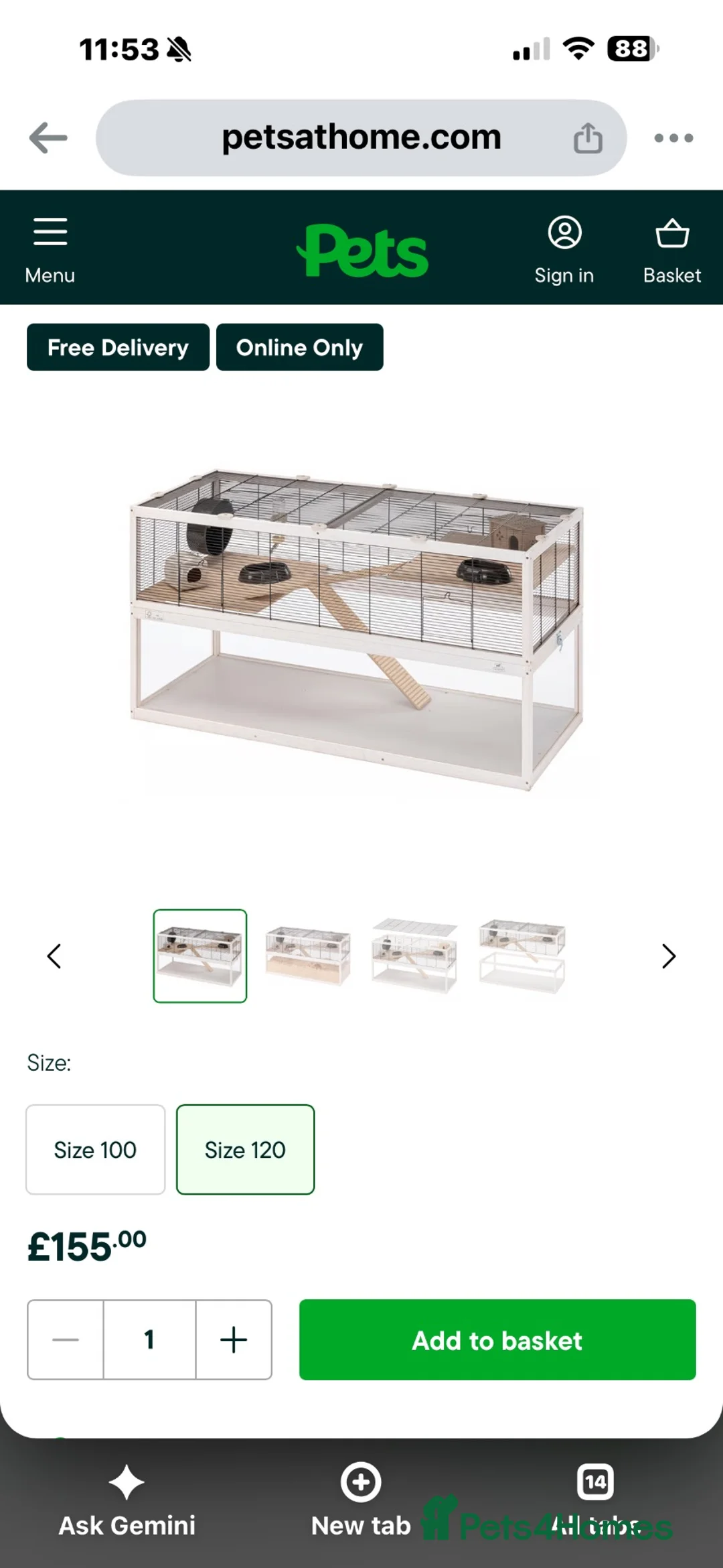 Hamster rodents for sale: Syrian Hamster in Wisbech - Advert 2