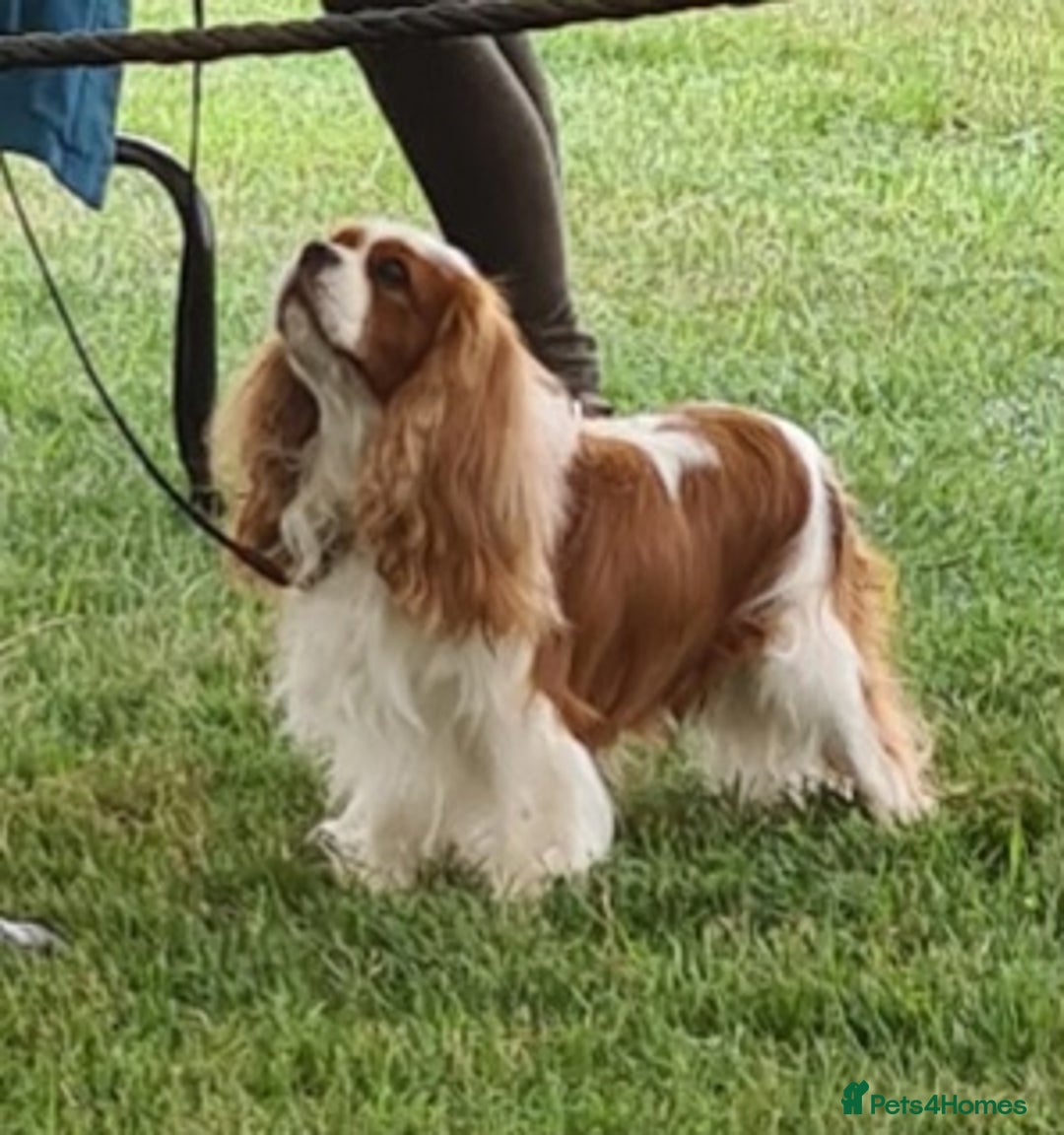 Cavalier King Charles Spaniel dogs for sale: 4 beautiful king charles boys  - Image 5