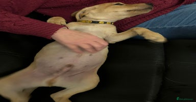 Labrador Retriever dogs KC Fox Red Labrador Pups - Health tested. 2 left - Advert 9