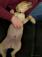 Labrador Retriever dogs KC Fox Red Labrador Pups - Health tested. 2 left - Advert 9