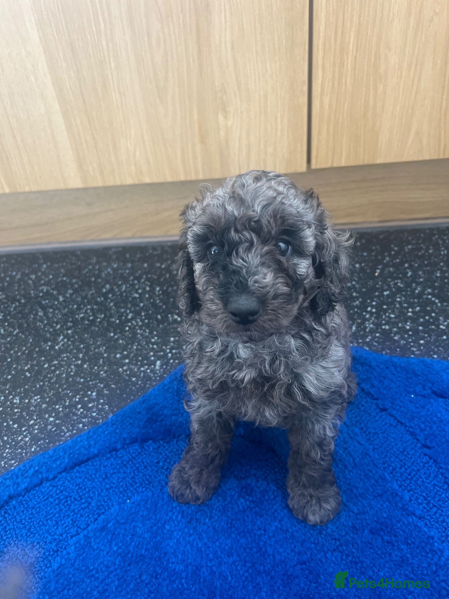 Cavapoo dogs Miniature cavapoo ready 11th august 💕💙 - Advert 1