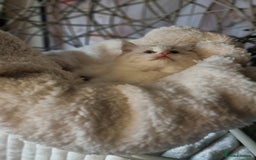 Ragdoll cats for sale: Quality Tica reg Ragdoll kittens  - Image 15