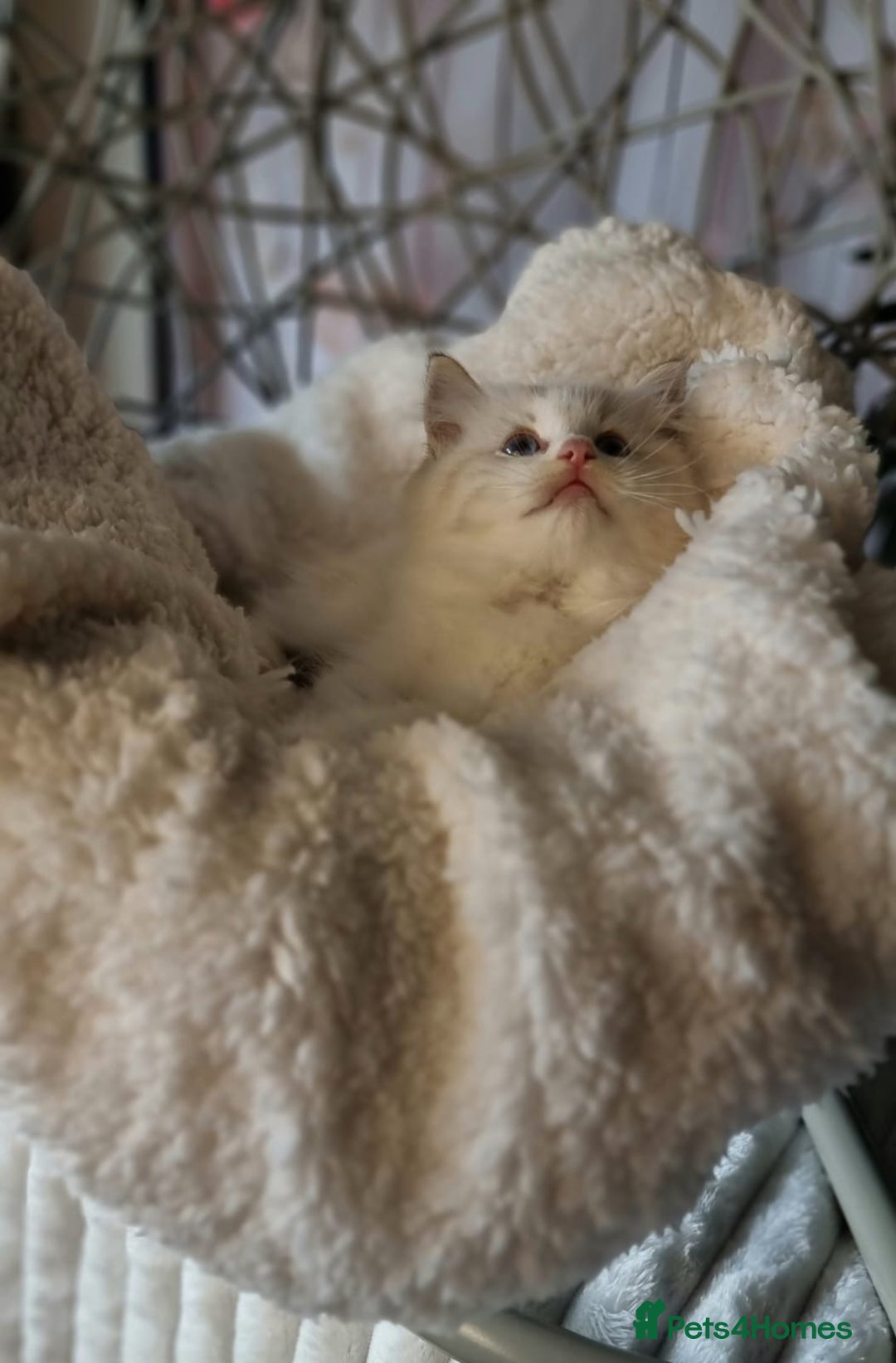 Ragdoll cats for sale: Quality Tica reg Ragdoll kittens  - Image 15