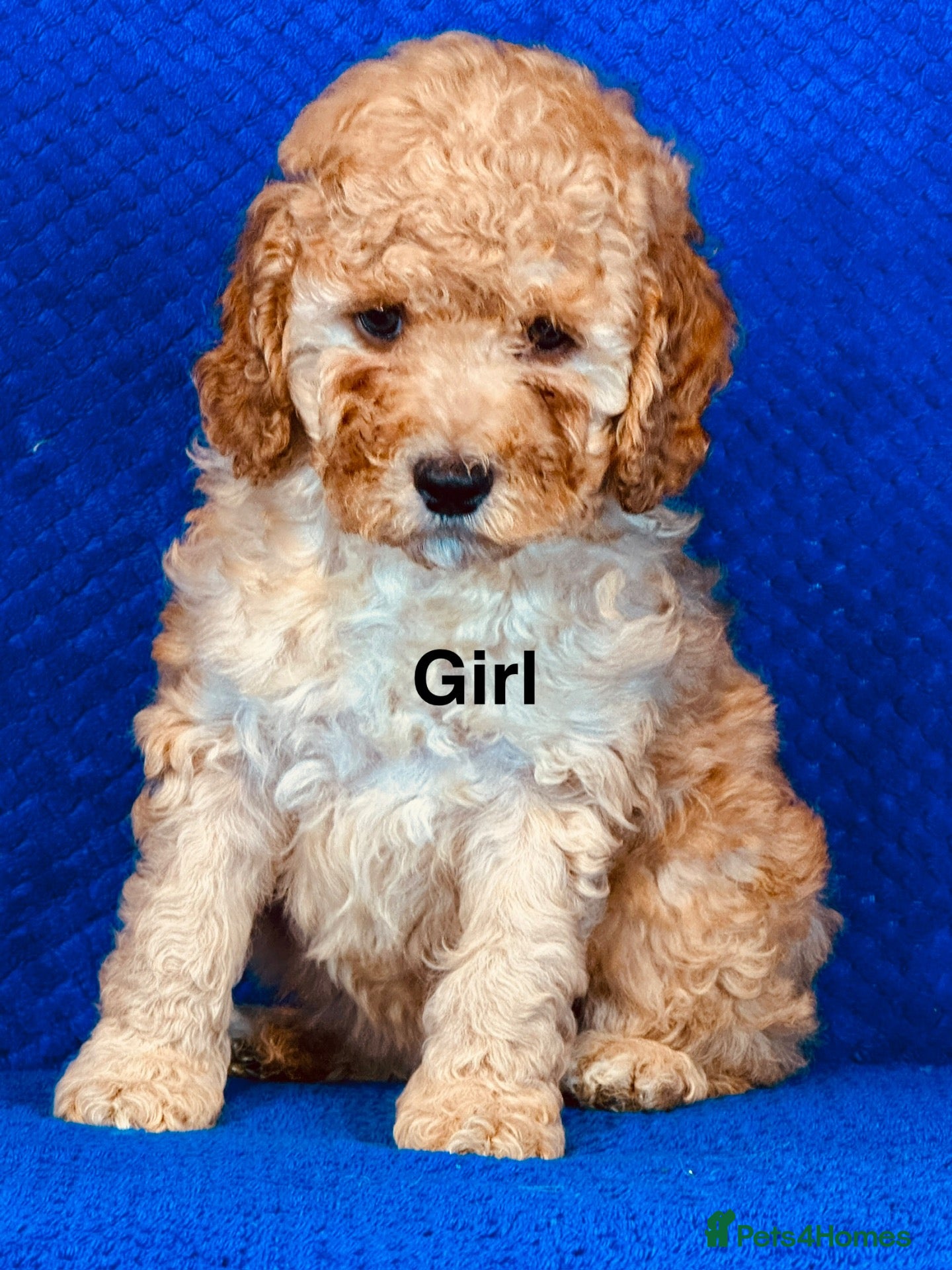 Cockapoo dogs Fully Health Tested, Show-Type Cockapoo Puppies - Advert 2