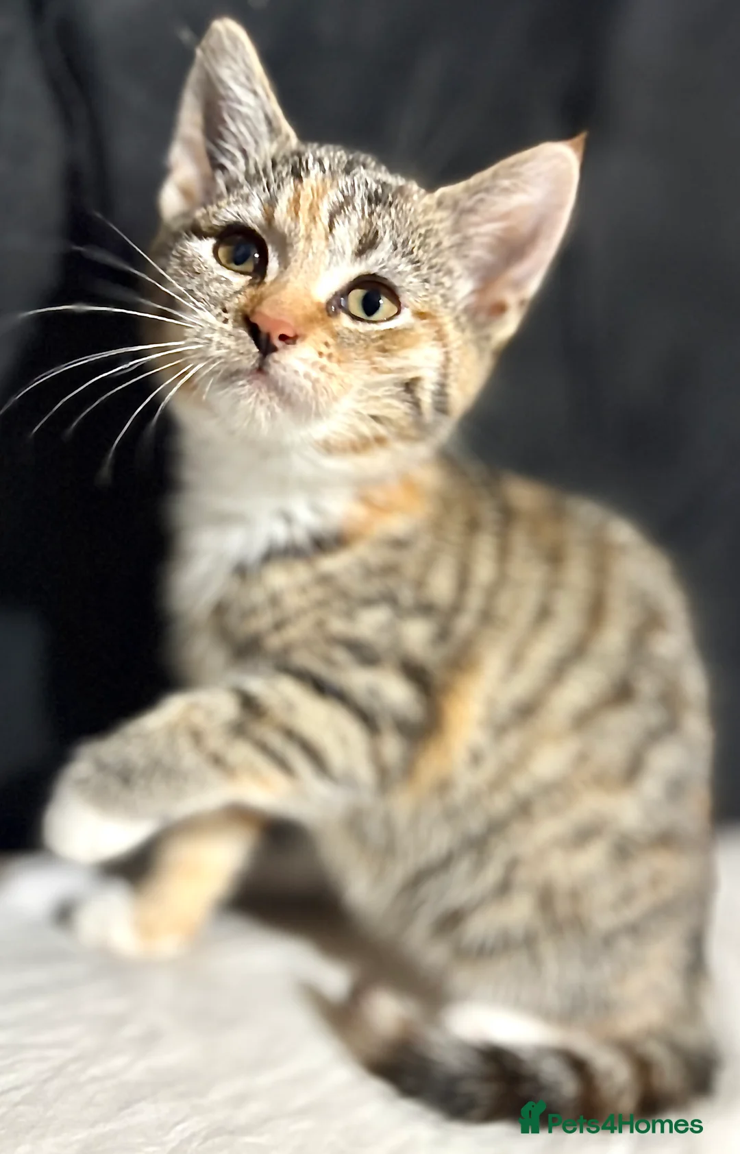 Bengal cats for sale: Cat (Bengal) in Sheffield - Advert 12