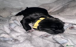 Mixed Breed dogs for sale: Labrador cross Dalmatian puppies - Advert 17