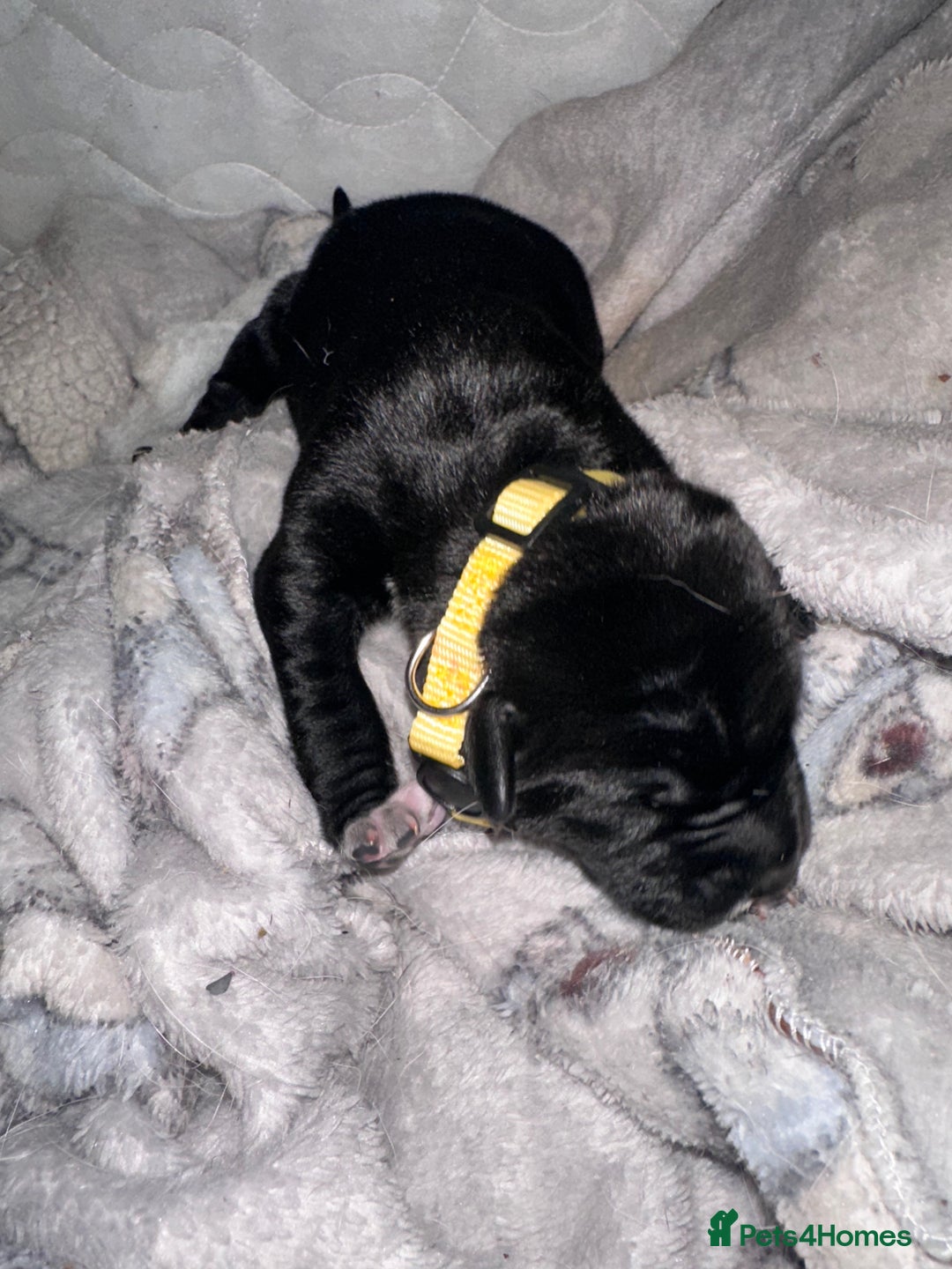 Mixed Breed dogs for sale: Labrador cross Dalmatian puppies - Advert 17