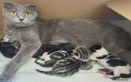 Scottish Fold cats for sale: Beautiful Baby Bears 🐻🤎🧸 High Quality Folds - Image 3