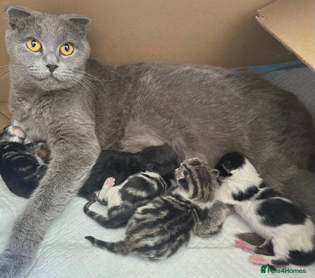 Scottish Fold cats for sale: Beautiful Baby Bears 🐻🤎🧸 High Quality Folds - Image 3