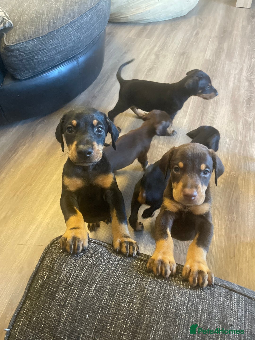 Dobermann dogs for sale: Doberman puppies  - Image 12