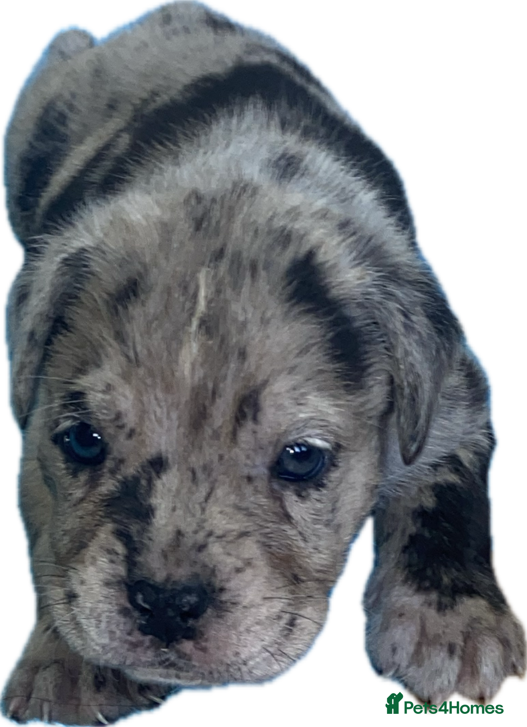 Mixed Breed dogs for sale: LAST FEMALE MISSY Cane Corso X Neapolitan Mastiffs in London - Image 25