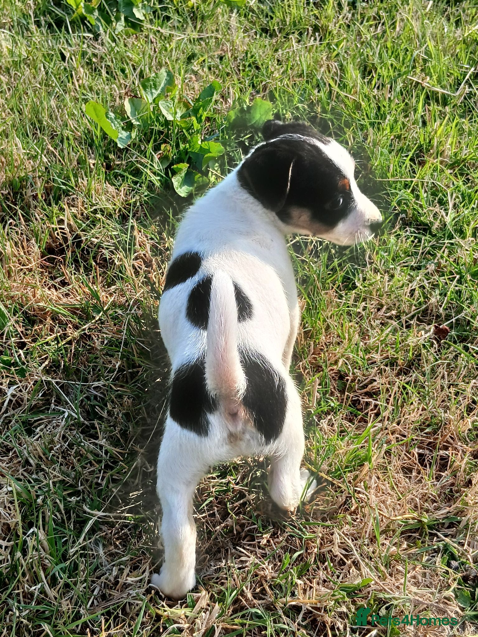Jack Russell dogs Jack Russell puppies - Advert 2