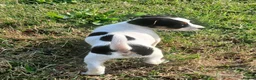 Jack Russell dogs for sale: Jack Russell puppies - Advert 4