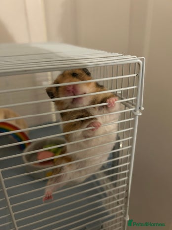 Hamster rodents - Advert 3