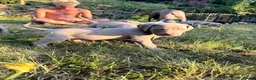 Weimaraner dogs for sale: Handsome male KC Registered Weimaraner pups  - Advert 30