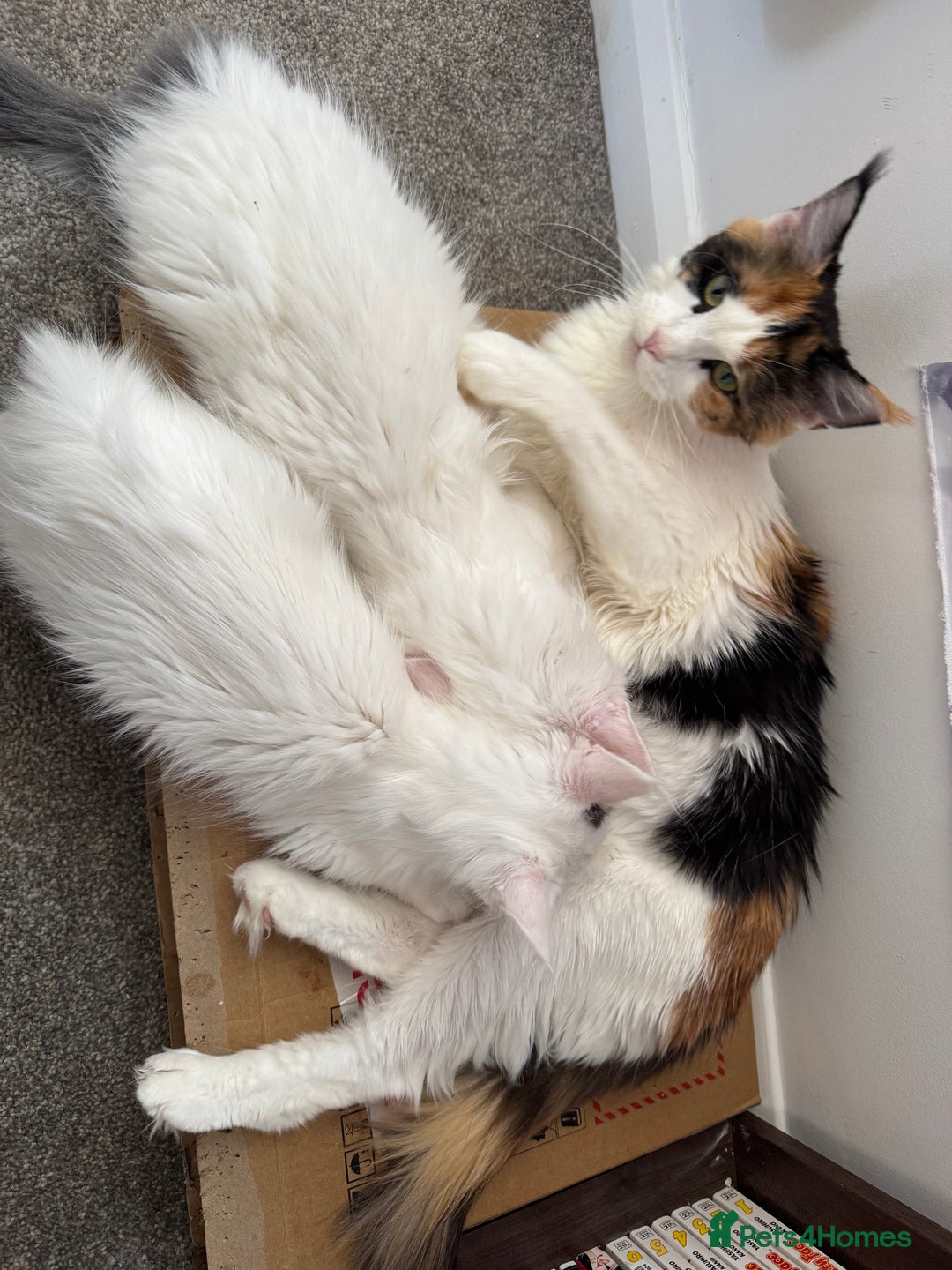 Maine Coon cats for sale: Purebred adorable Maine coon kittens - Image 15