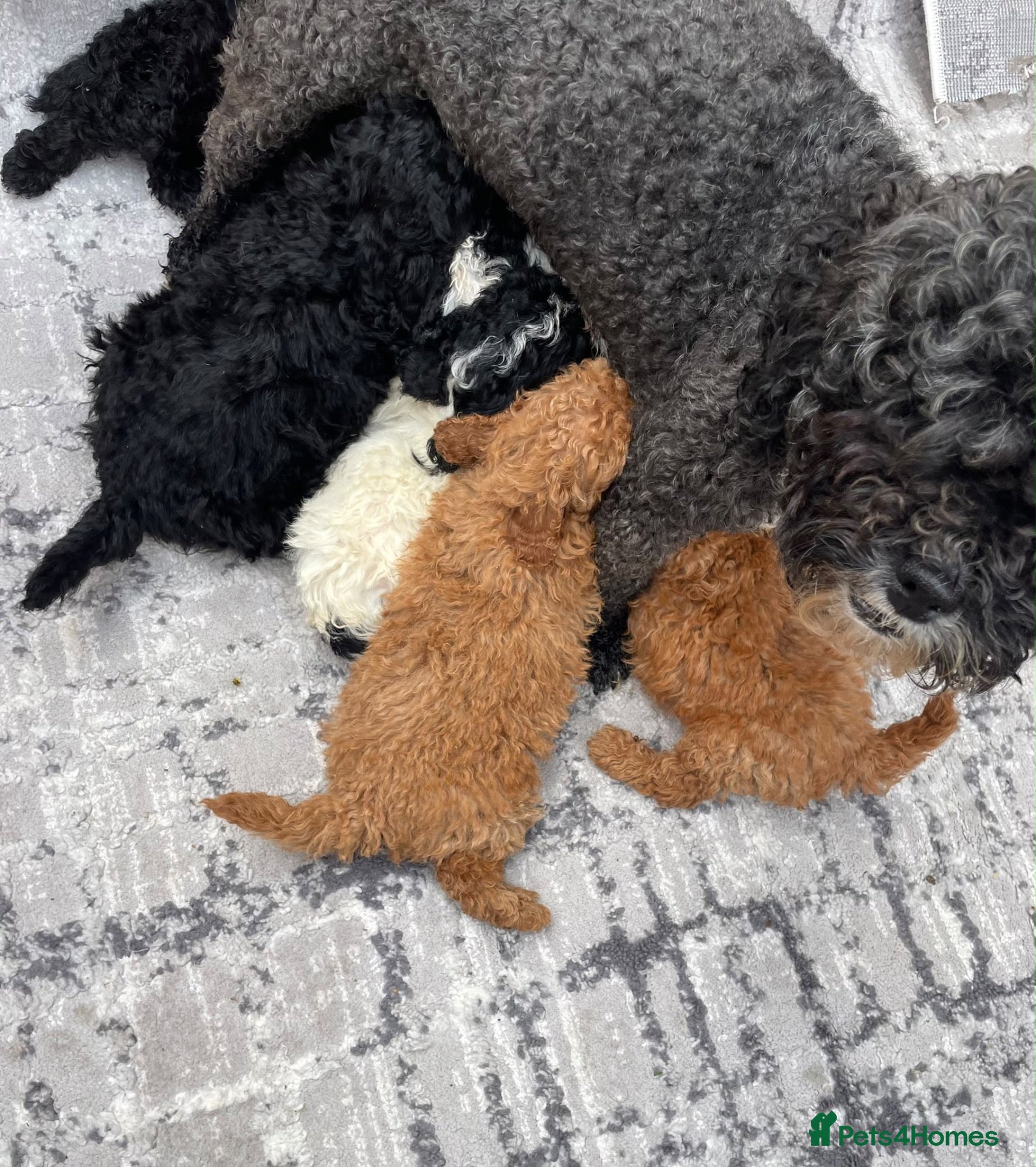 Shihpoo dogs beautiful shihpoo litter - Advert 1