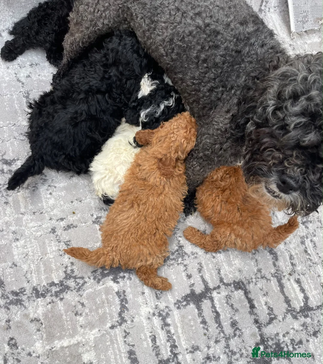 Shihpoo dogs for sale: beautiful shihpoo litter - Advert 1