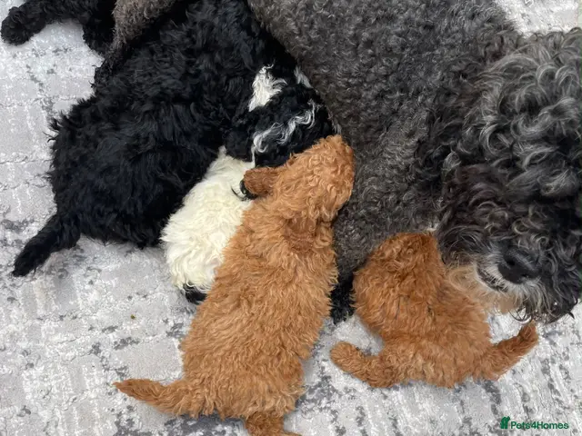 Shihpoo dogs for sale: ready to leave beautiful shihpoo litter - Advert 2